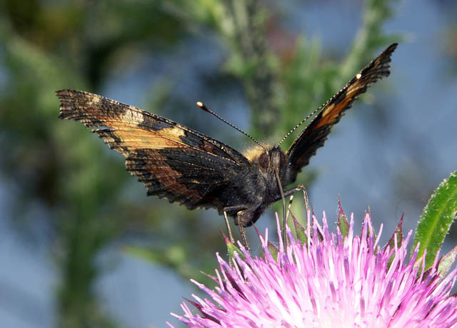 Aglais urticae - Copyright Hugues Mouret
